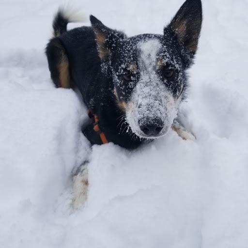 Get into shape along with your dog